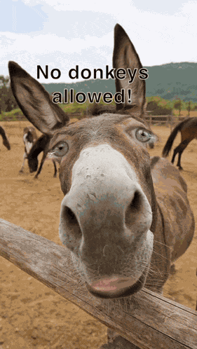 No Donkeys Allowed GIF
