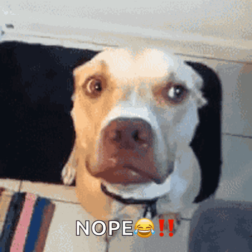 No Not In My House GIF