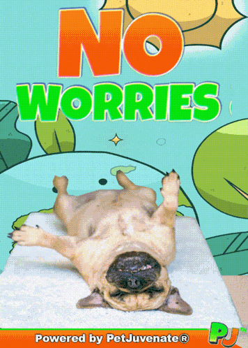 No Worries Chillaxin Chilling Chill Funny Dog Gif GIF