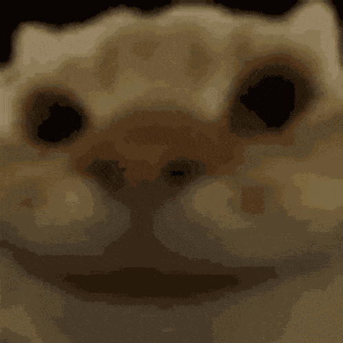 Nod Cat Hyper GIF