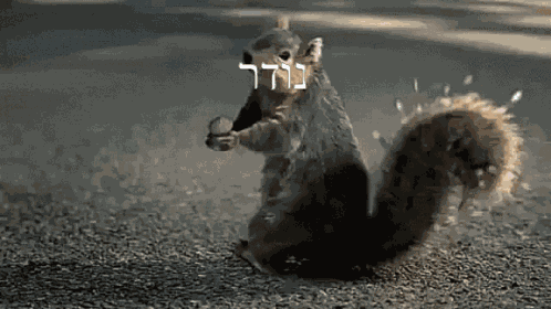 Noder Pipox GIF