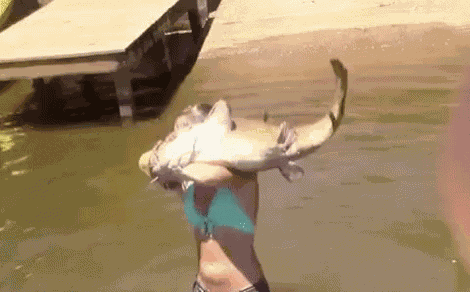Noodling Catfish GIF
