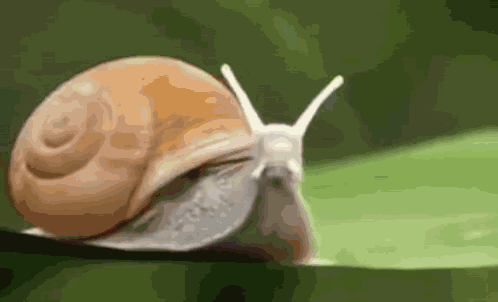 Nsb Rolimons GIF