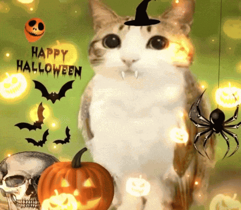 Nsb14 Meowl GIF