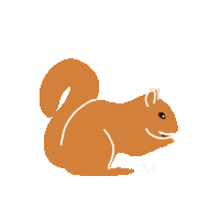 Nut Squirrel Sticker