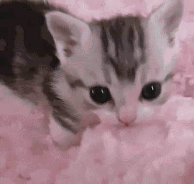 Nya Cat GIF