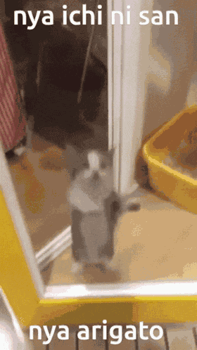 Nya Ichi Ni San Nya Arigato GIF