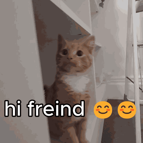 Oatmeal Cat GIF