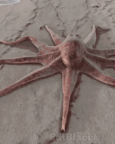Octopus Caracatița GIF