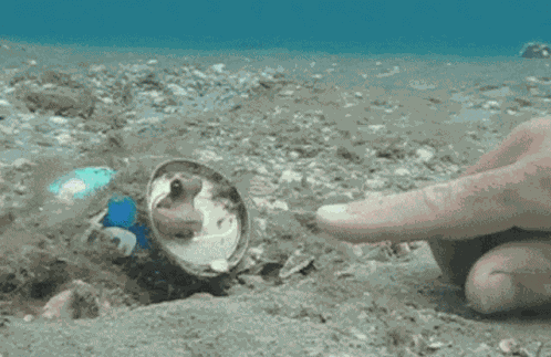 Octopus High GIF