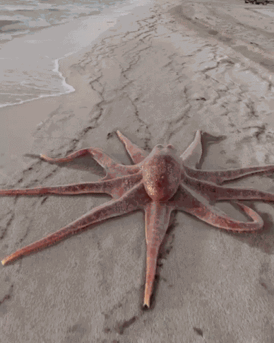 Octopus GIF