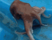 Octopus Tako GIF