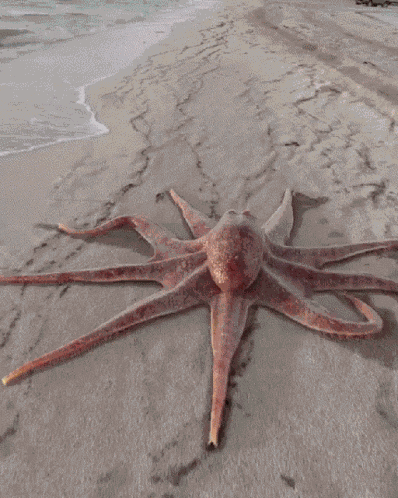 Octopus GIF