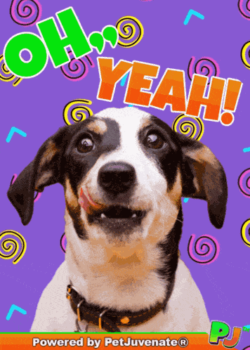 Oh Oh Yeah Dog Funny GIF