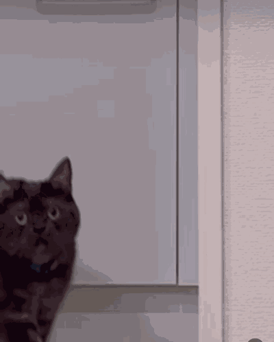 Oh Really Cat GIF