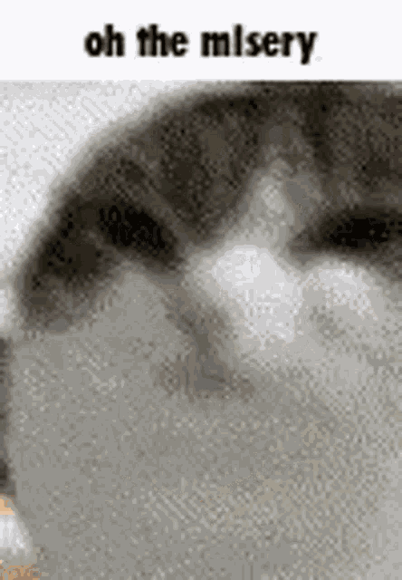 Oh The Misery Eggcat GIF