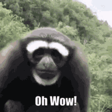 Oh Wow GIF