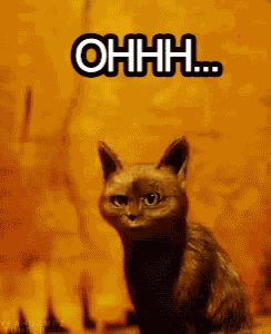 Ohhh Cat GIF
