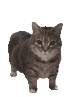 Oiia Cat Cats Sticker