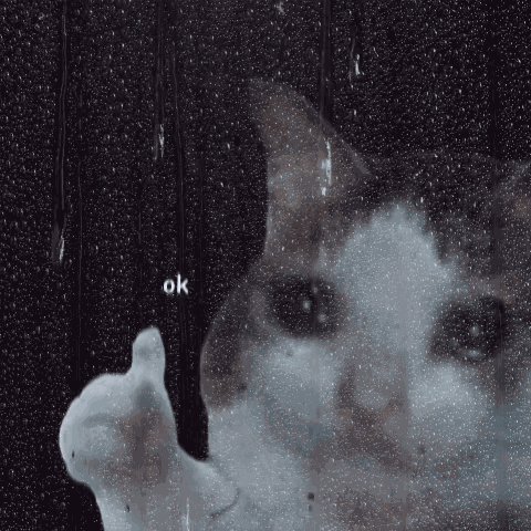 Ok Cat Okay Cat GIF