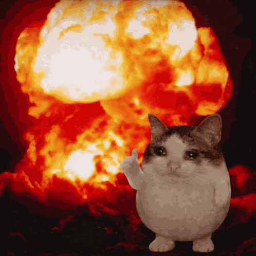 Okcat Ok Cat GIF
