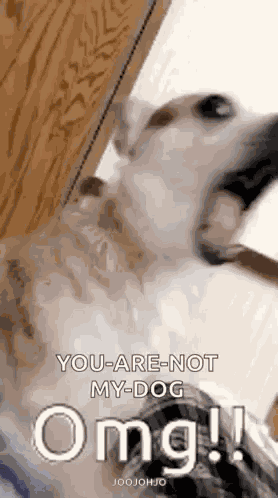 Omg Shocked GIF