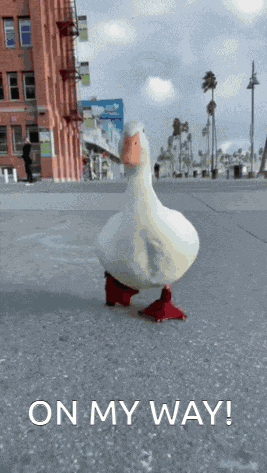 On My Way Duck GIF