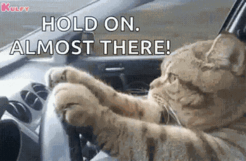 On The Way Cat GIF