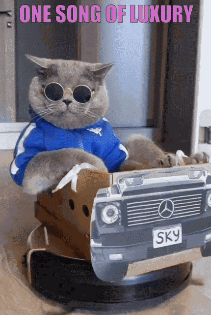 Onesongofluxury Cool Cat GIF