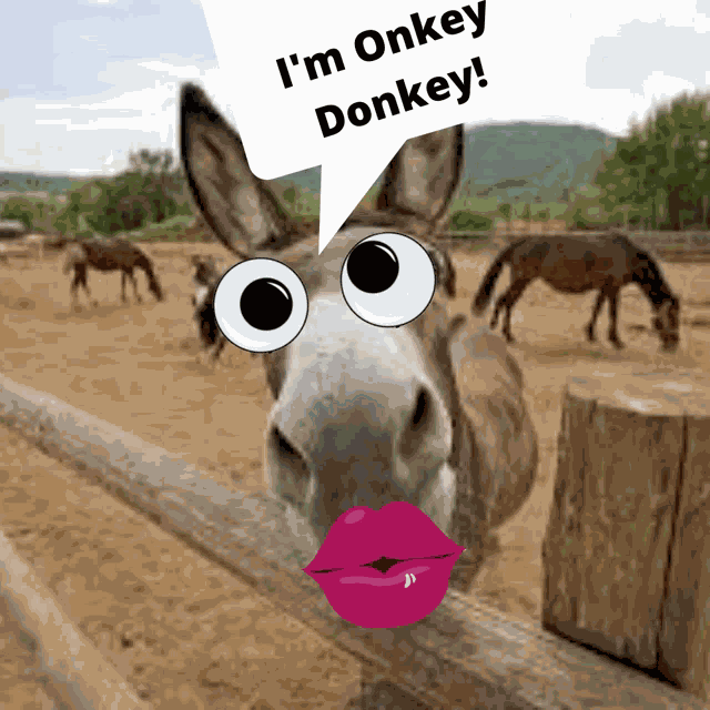 Onkey Donkey GIF