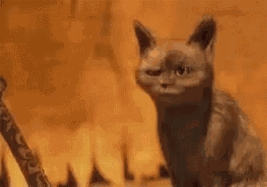 Ooh Ooo GIF