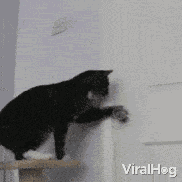 Opening The Door Viralhog GIF