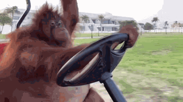 Orang Utan Orang Utan Driving GIF