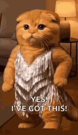 Orange Cat Dancing GIF
