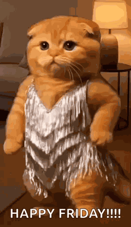 Orange Cat Dancing GIF