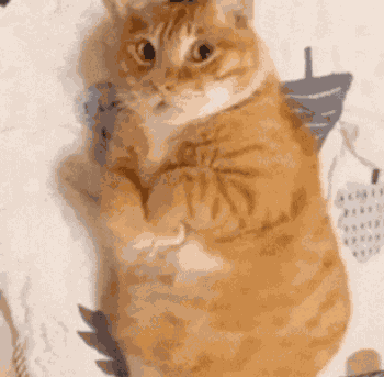 Orange Cat Fat Cat GIF