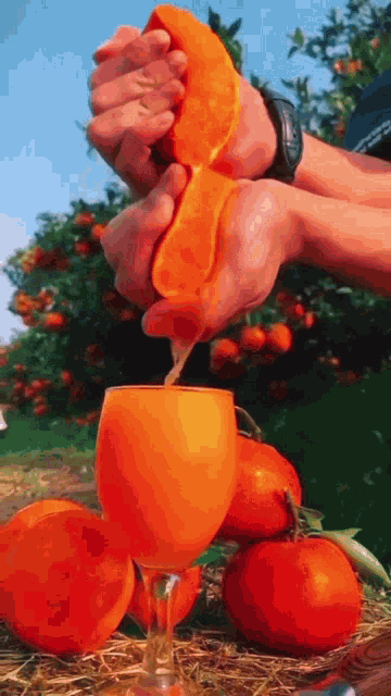 Orange Orange Juice GIF