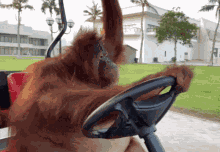 Orangutan Sigma GIF