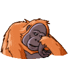 Orangutan Telegram Orangutan Sticker