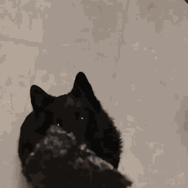 Orbicular Black Hole Ben GIF