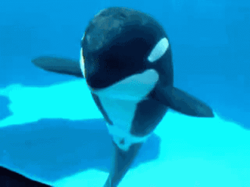 Orca Dancing GIF