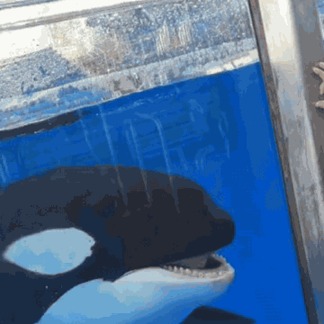 Orca Whale Orca Tongue GIF