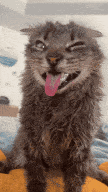 Orionthelion Orioncat GIF