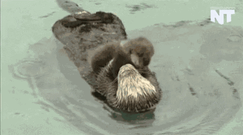 Otter Babyotter GIF
