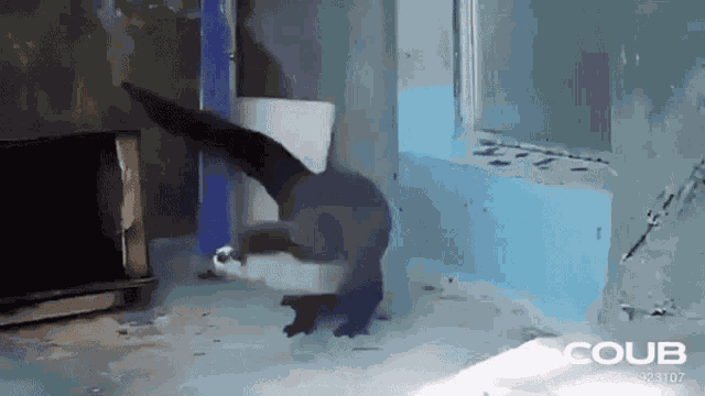 Otter Dancing Otter GIF