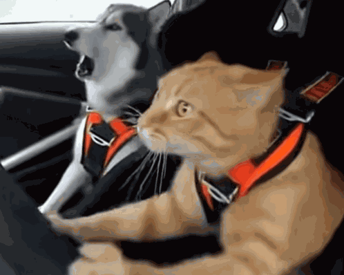 Otw Omw GIF