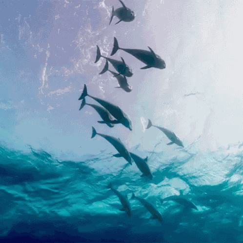 Over Here Dolphin Dive Bombs GIF