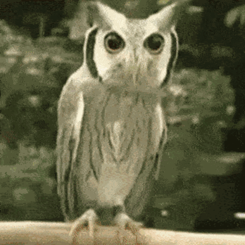 Owl Angry GIF