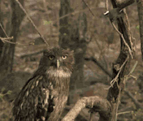 Owl Bird GIF