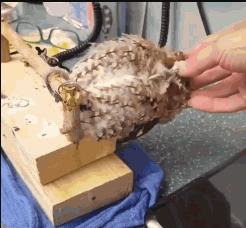 Owl Head Massage GIF